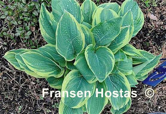 Hosta Jersey Highlights